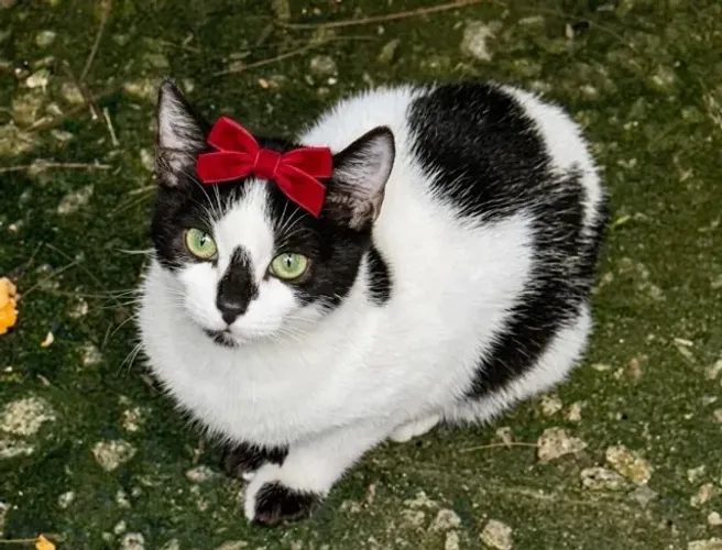 Gata filhote para adoção - RJ
