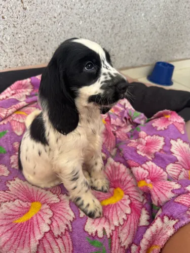 Filhotes de Cocker Spaniel disponível para venda