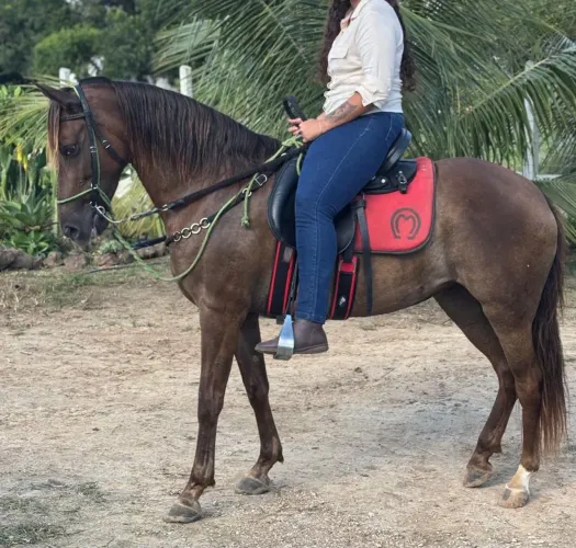 LINDA ÉGUA COM CONFORMAÇÃO PERFEITA