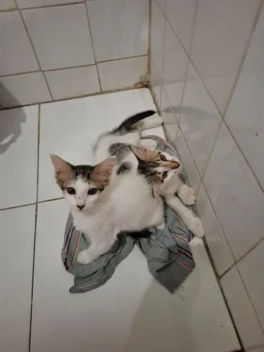 Gatinhos pra doação 