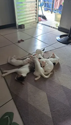 Gatos para adoção responsável