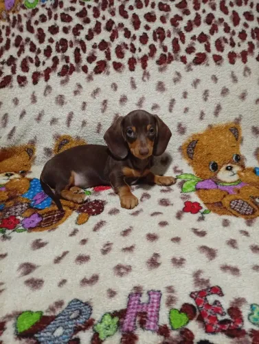 Filhotes de dachshund miniatura