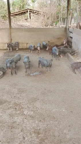 Suínos porcos