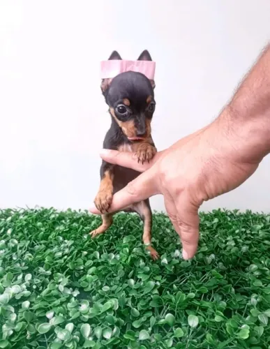 Pinscher fêmea fofura?