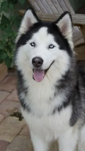 Amor de pet wooly Husky parcelo xx no cartao