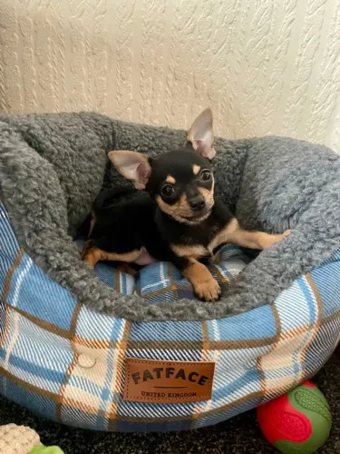 Pinscher ideal para companhia 