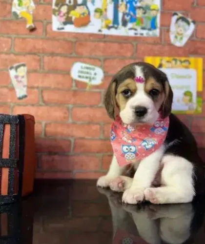 Super Fofos Beagle Disponíveis 