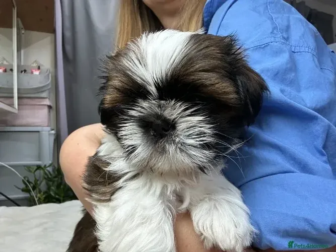 Cachorro filhote shih tzu/shitzu pelagem densa e dócil com contrato venda