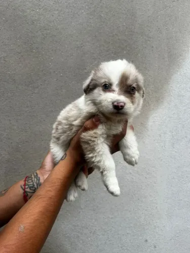 Filhote border collie, Filhotes que transformam qualquer casa em lar!