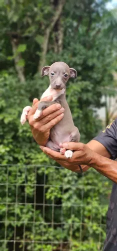 Galgo Italiano Promissor - Cinza