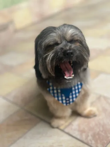 Procuro namorada para meu cachorro