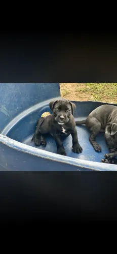 Cane Corso 100% puro