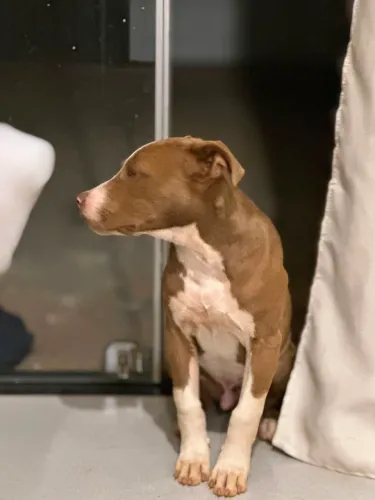 Pitbull