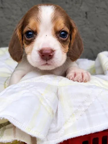 Beagle lindo - pet