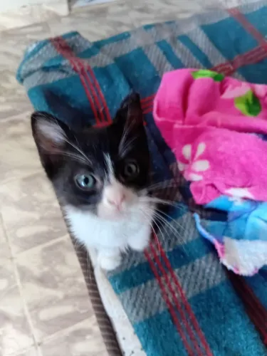 Gata pra adoção responsável <br>Vermifugado <br> * <br>Vir buscar no alvorada