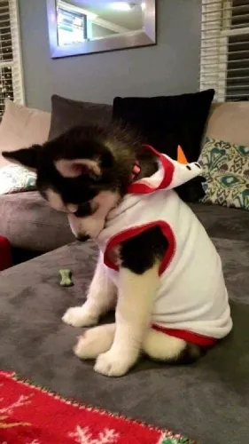 Husky siberiano Doguinho disponível com entrega responsável
