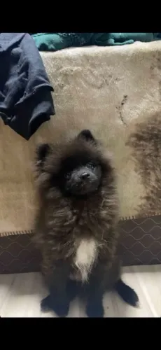 DOAÇÃO LULU DA POMERÂNIA 