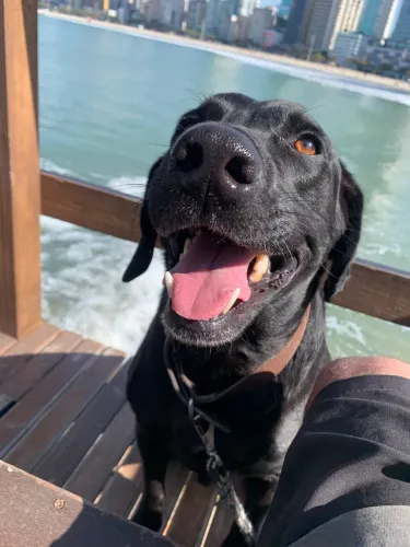 Doação labrador 
