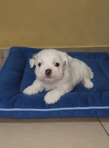Shih tzu mini macho branco olhos claros com caminha