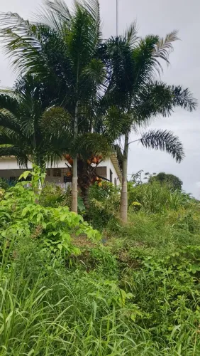 Palmeira rabo de raposa 