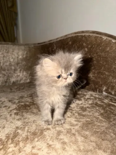 Gato persa