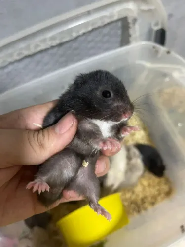 Hamster
