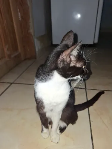 Gatinhas doação