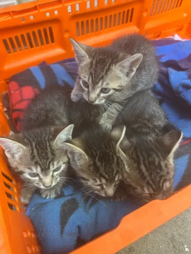 Doação de gatinhos