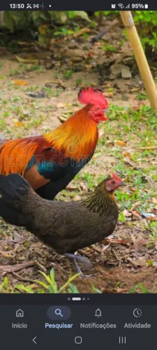 Vendo galinha caipira