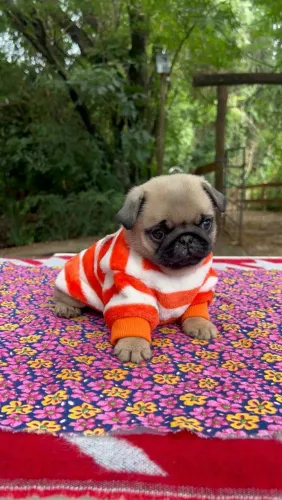 Filhote de pug 