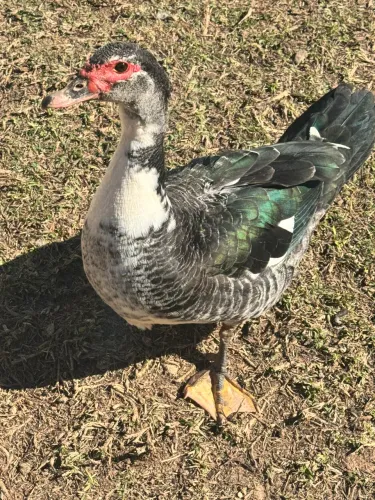 Patos , frangos e galinhas caipiras