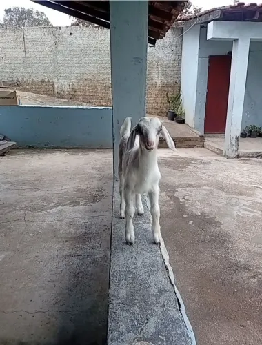 Cabrito 13 dias macho