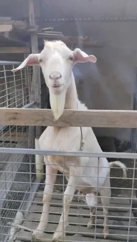 Cabrito 1 ano e 1 mês saudavel