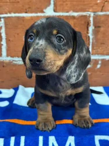 Dachshund pelagem arlequim preto com prata disponível 