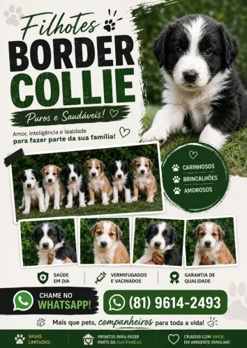 Filhotes Border Collie Recife/Pernambuco
