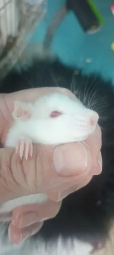 Rato Twister