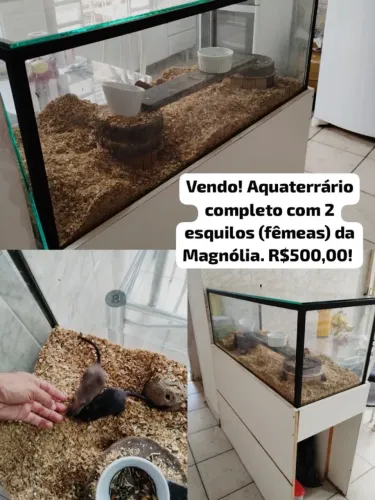 Aquaterrário
