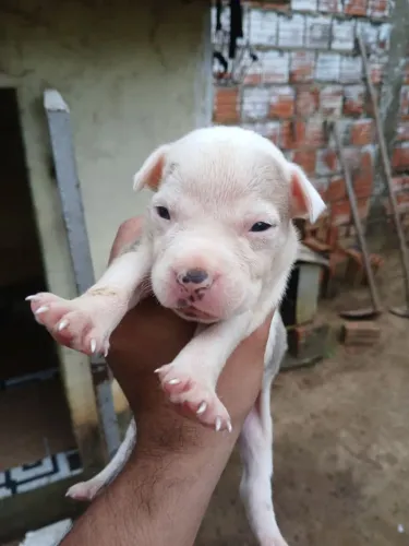 Cachorros pit bull