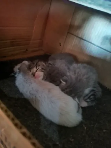 Vendo gatos