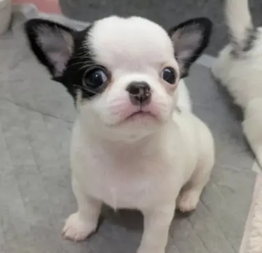 Cachorro filhote Chihuahua saudável e linhagem selecionada