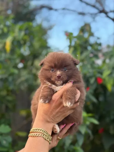 Spitz alemão anão menina 