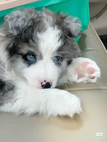 Filhote husky siberiano, Seja recebido com alegria e carinho todos os dias!