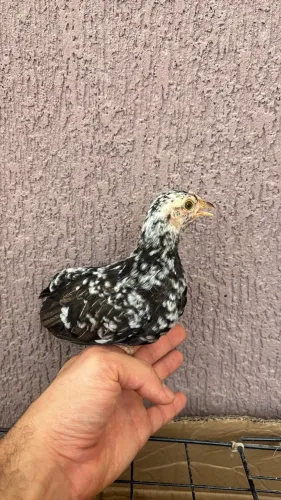 Garnize / galinha da india / Mini galinha