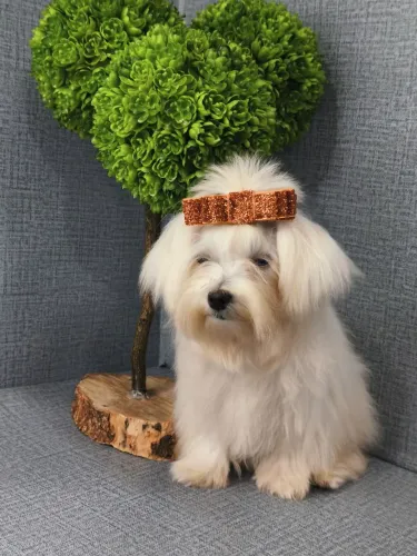 Maltês fêmea