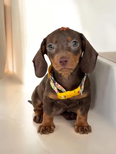 Dachshund fofo