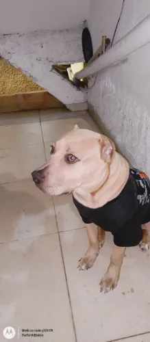 American Bully bege com peito branco 