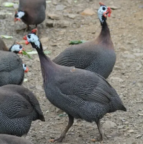 Galinha da angola