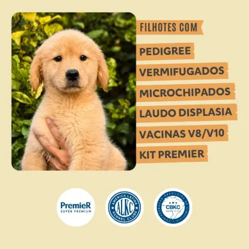 Filhotes Golden Retriever - Uberaba