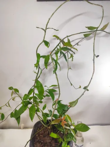 Ora-Pro-Nóbis / Trepadeira-Limão - Planta Grande com Ramos Longos