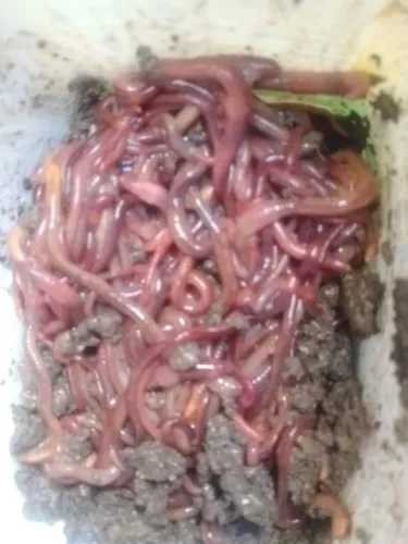 Iscas vivas minhocas californianas 